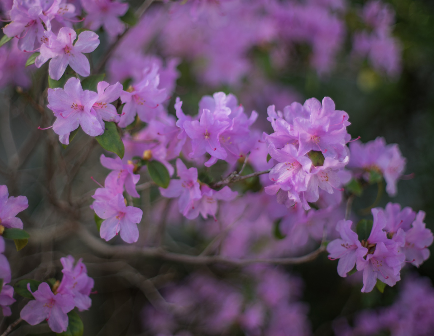 Rhododendronblüten mit Super Takumar 1:1.4-50