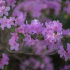 Rhododendronblüten mit Super Takumar 1:1.4-50