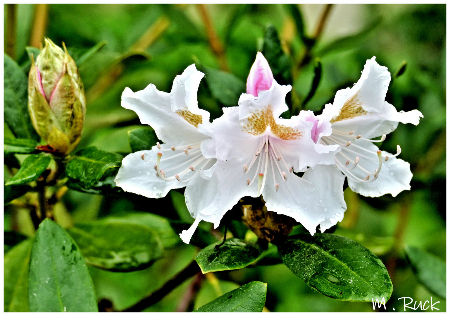 Rhododendronblüten nach dem Regen 