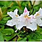 Rhododendronblüten nach dem Regen 