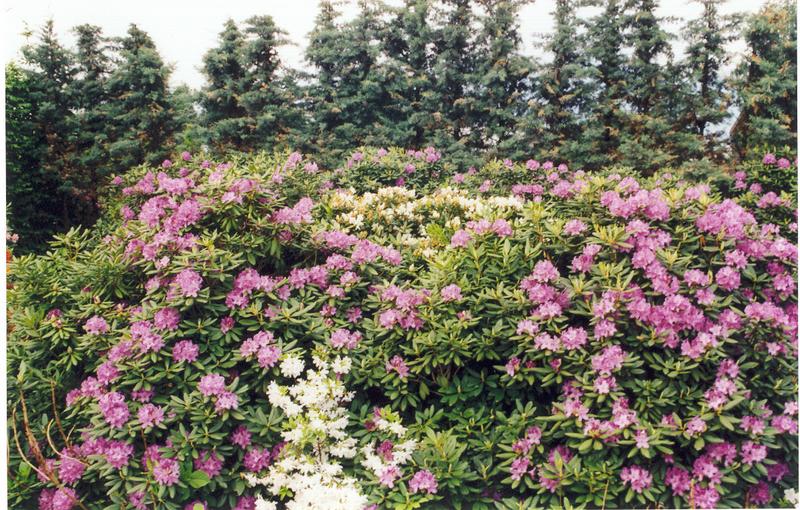 Rhododendronblüten Teil 2