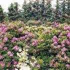 Rhododendronblüten Teil 2