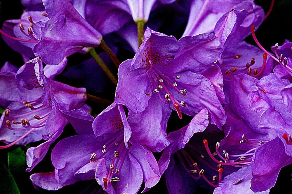 Rhododendronblüten unter den Tannen.