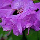 Rhododendronblüten unter den Tannen im Regen.