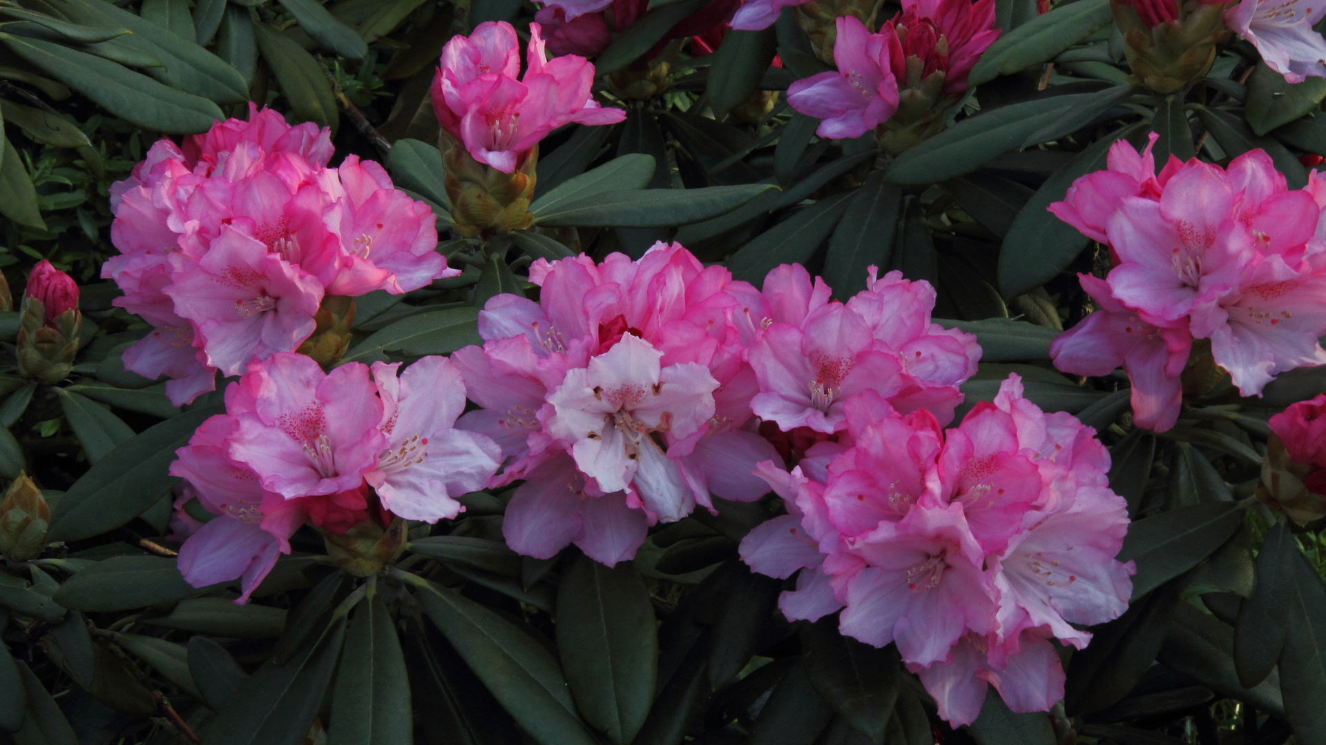 Rhododendronblüten vom feinsten für meinen Geschmack...