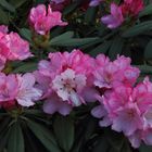 Rhododendronblüten vom feinsten für meinen Geschmack...