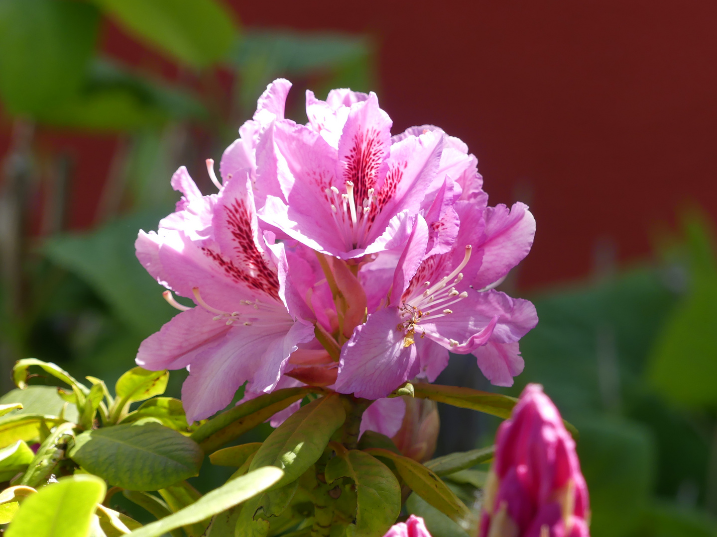 Rhododendronblüten zum Mittwoch