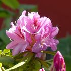 Rhododendronblüten zum Mittwoch