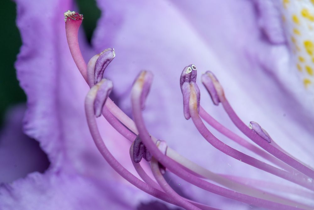 Rhododendronblüteneinblick