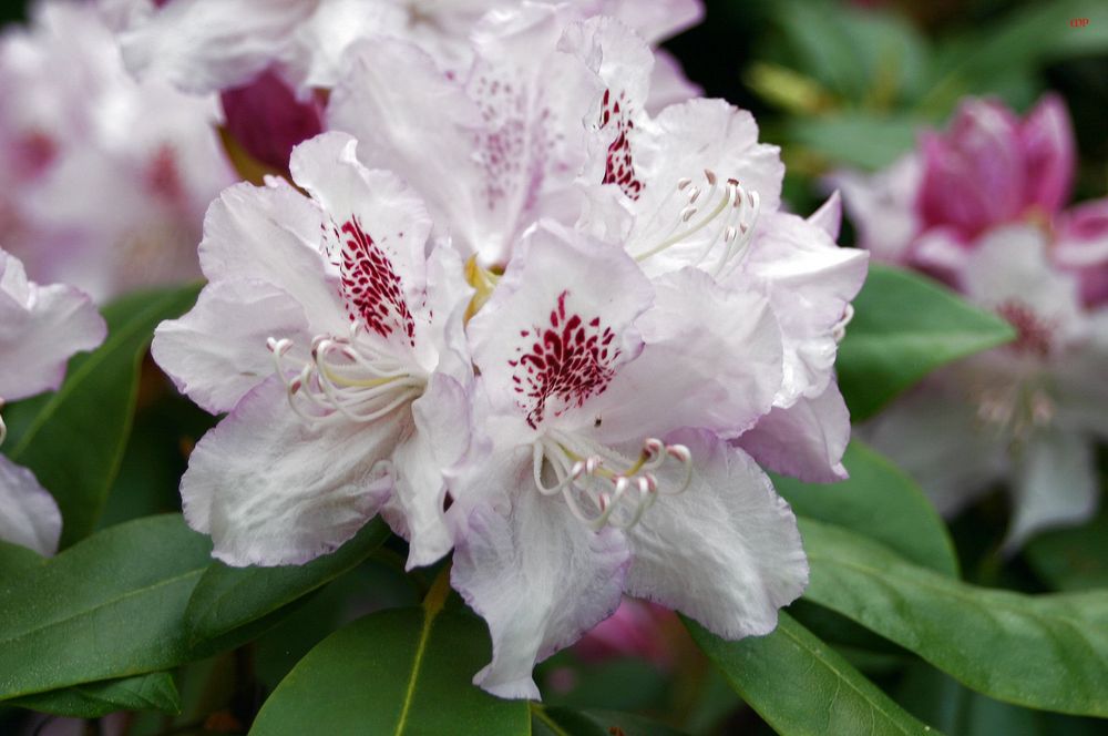 Rhododendronblütenpracht