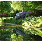 Rhododendronbüte im Schlosspark