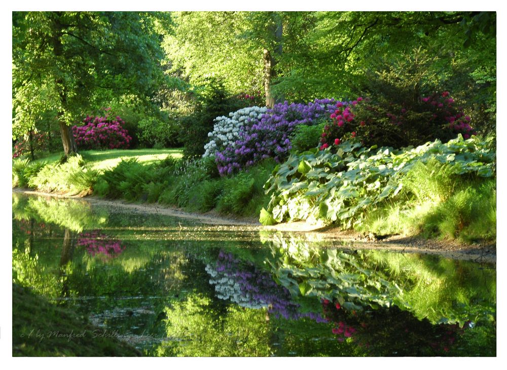 Rhododendronbüte im Schlosspark