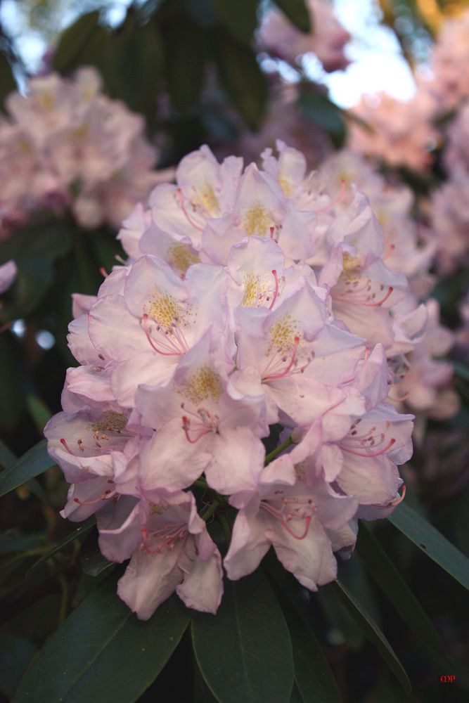 Rhododendronbuket