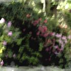 Rhododendrongang