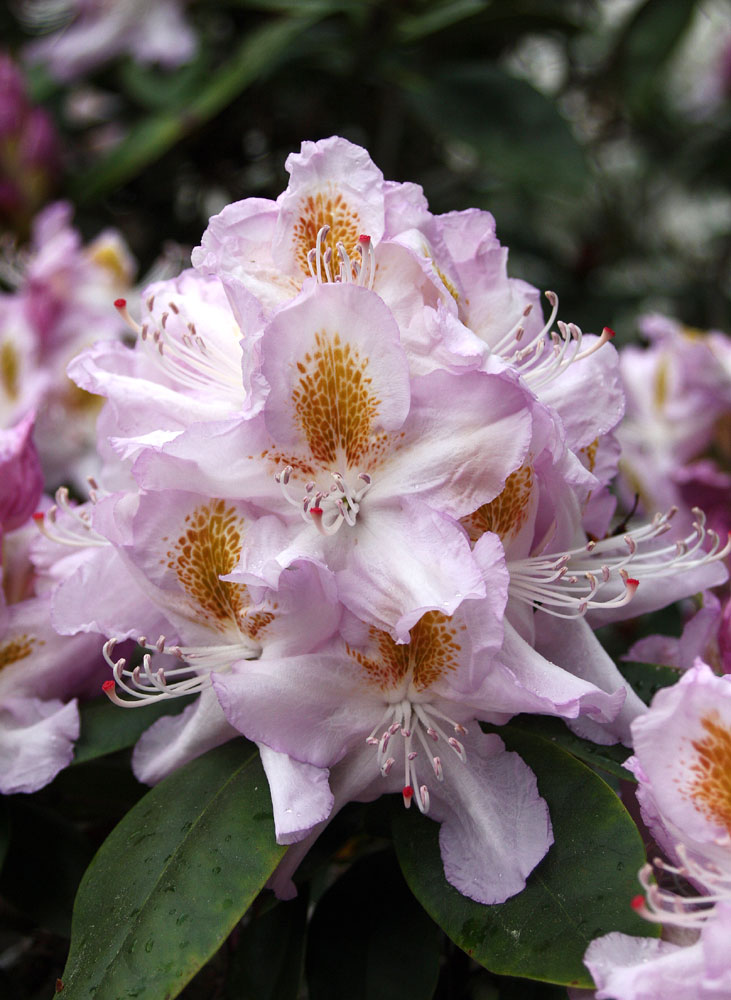 Rhododendrongarten Dresden (15)