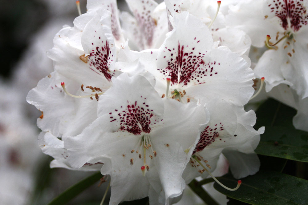 Rhododendrongarten Dresden (16)