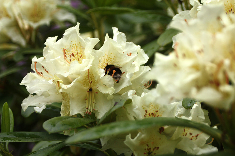 Rhododendrongarten Dresden (17)