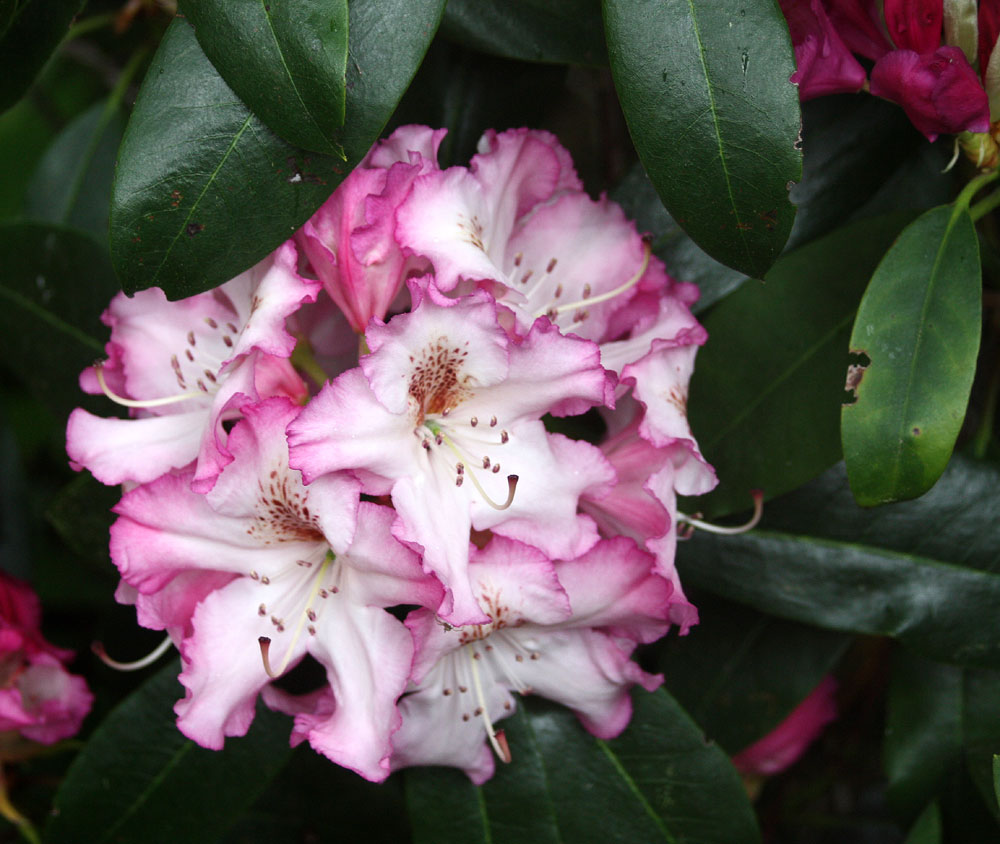 Rhododendrongarten Dresden Loschwitz (11)