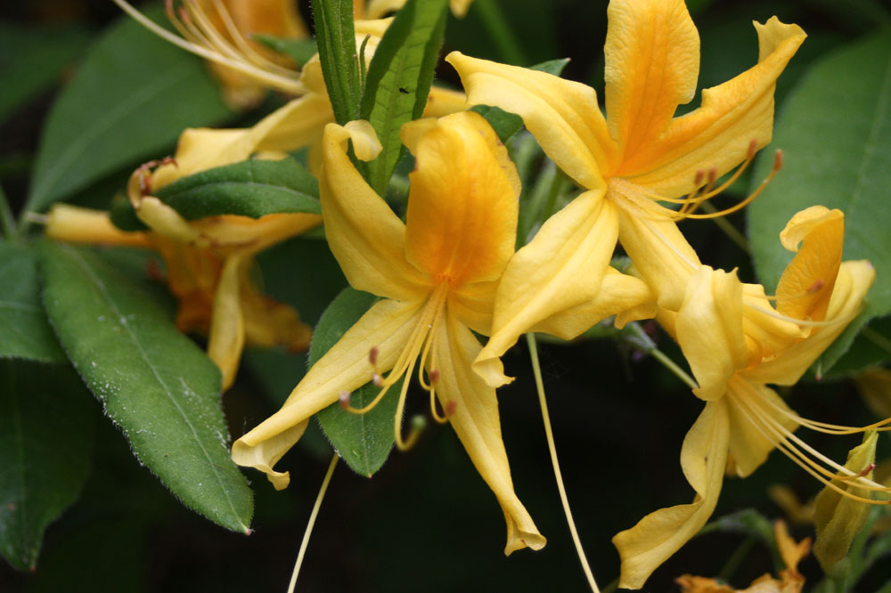 Rhododendrongarten Dresden Loschwitz (12)