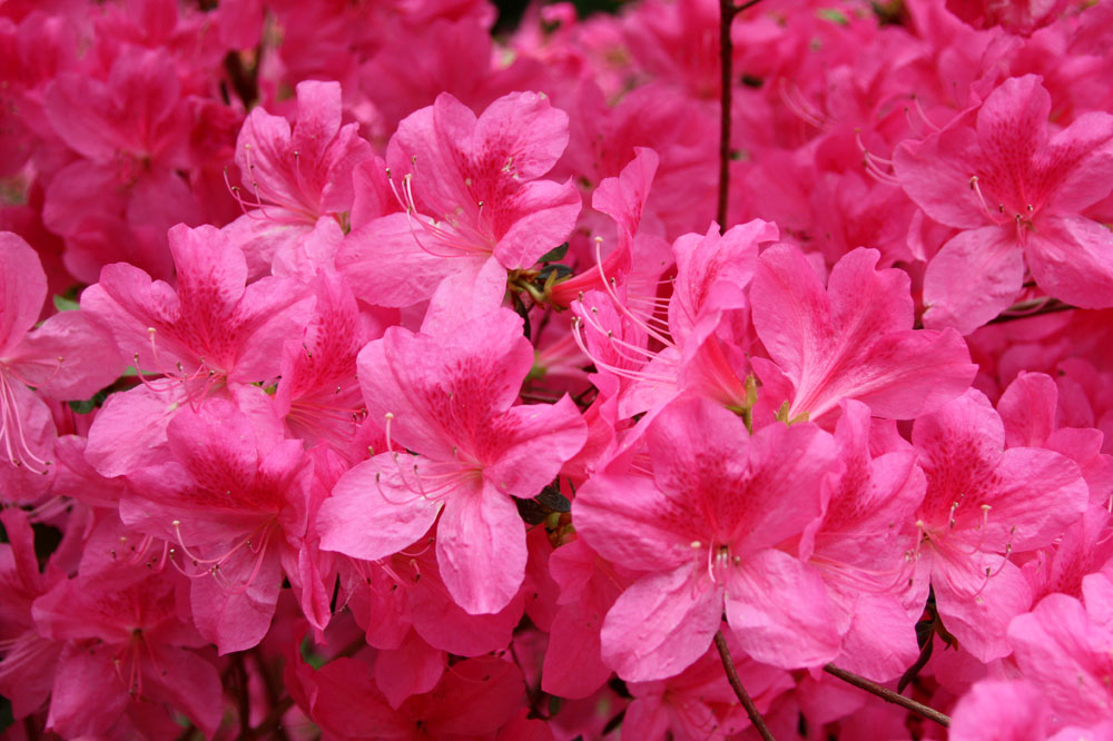 Rhododendrongarten Dresden Loschwitz (13)