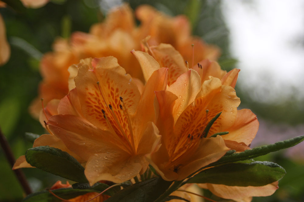 Rhododendrongarten Dresden Loschwitz (4)