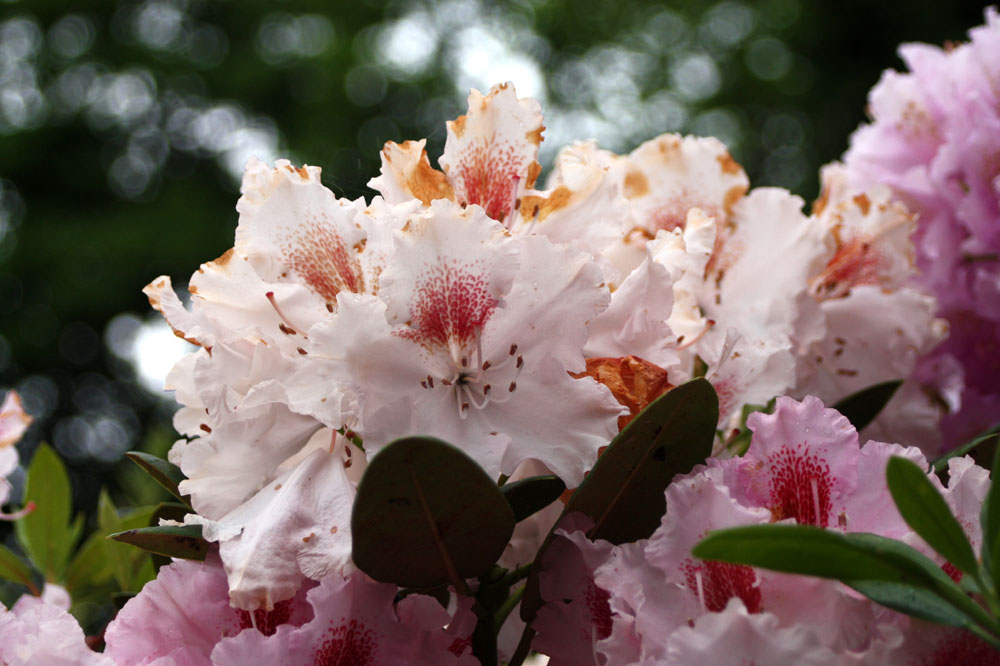 Rhododendrongarten Dresden Loschwitz (5)