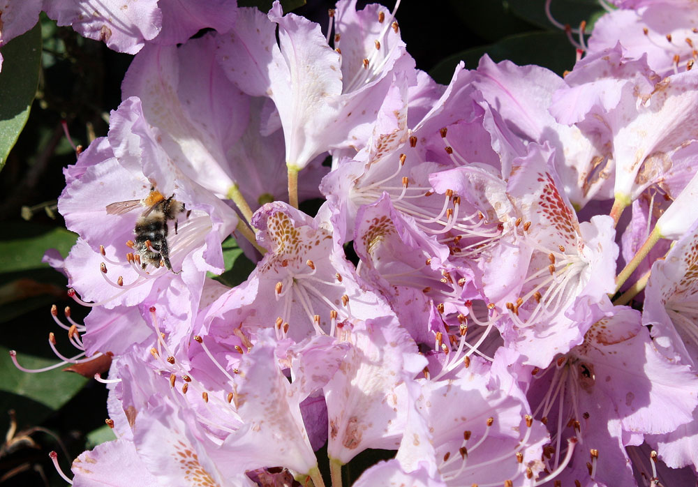 Rhododendrongarten Dresden Loschwitz (6)