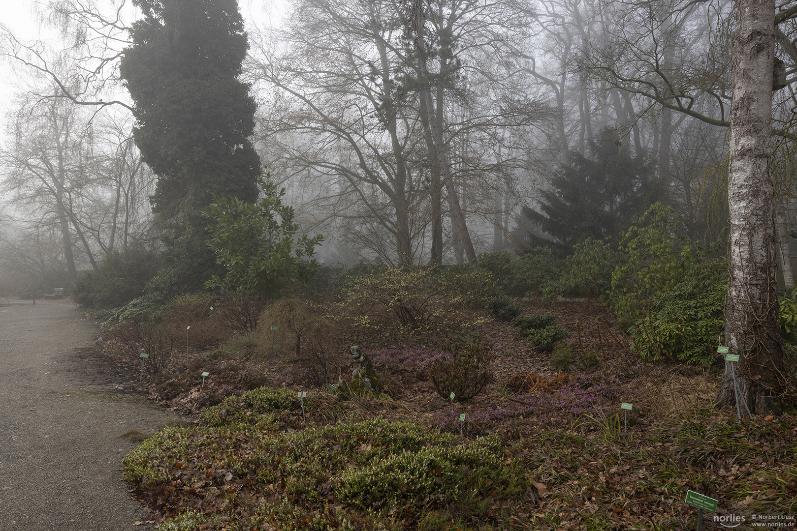 Rhododendrongarten im Nebel