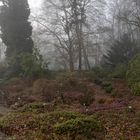 Rhododendrongarten im Nebel