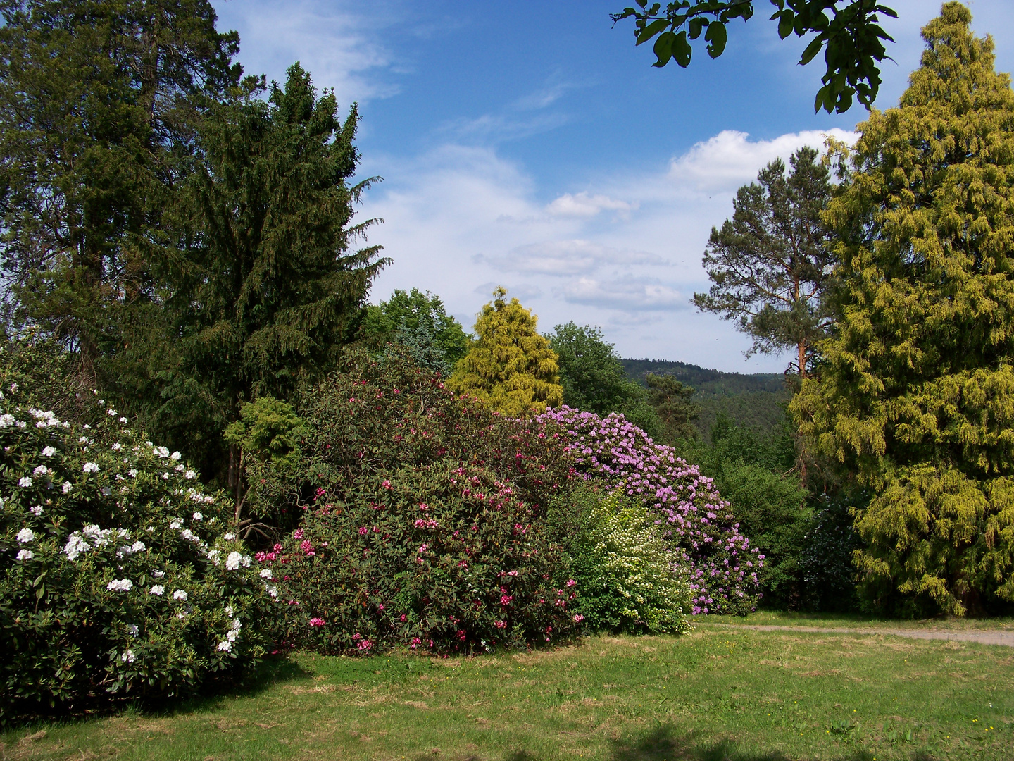 Rhododendrongarten Rathen