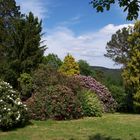 Rhododendrongarten Rathen