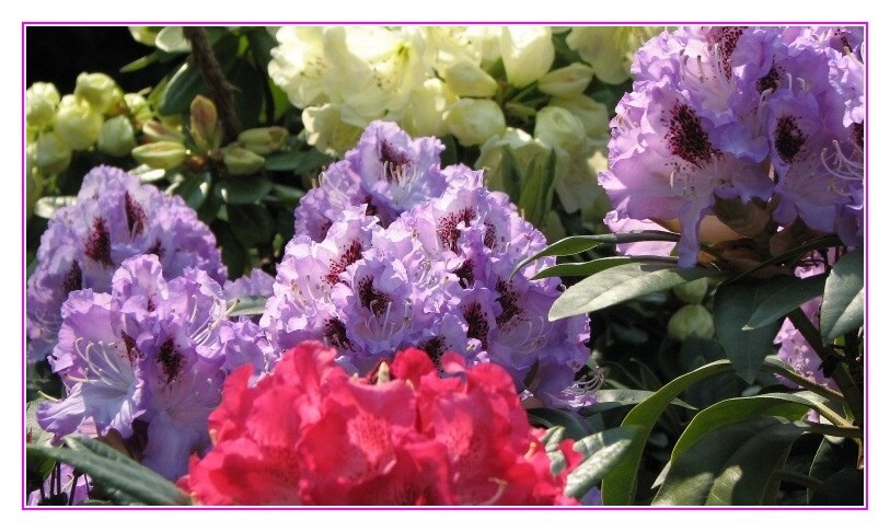 Rhododendronhecke