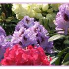 Rhododendronhecke