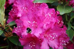 Rhododendronimpressionen