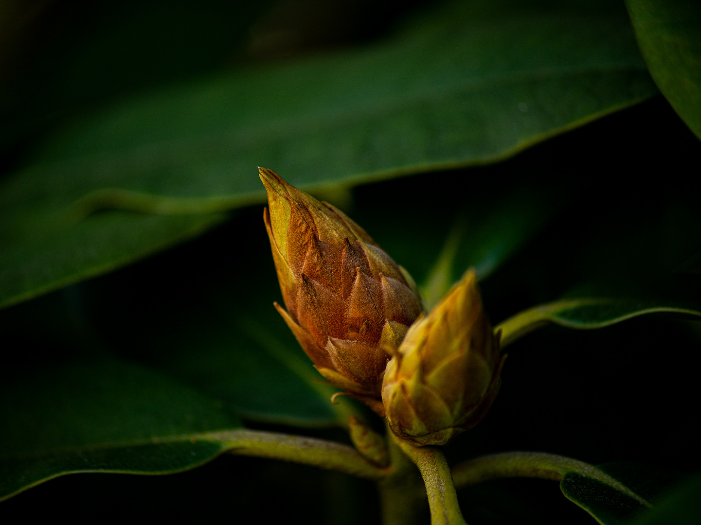 Rhododendronknospe