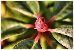 Rhododendronknospe