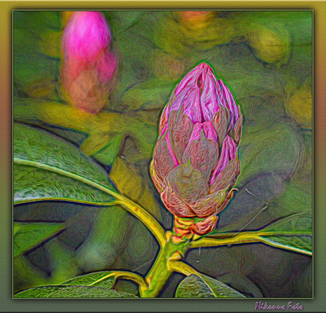  Rhododendronknospe