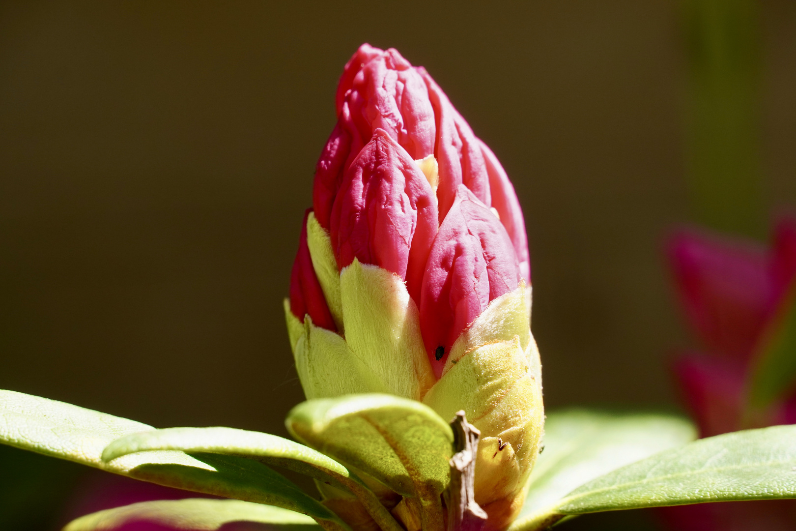 Rhododendronknospe