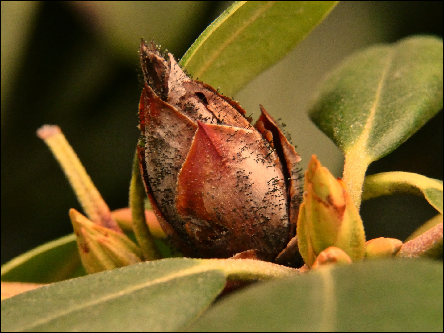 Rhododendronknospe