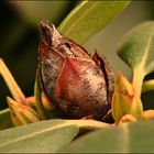 Rhododendronknospe