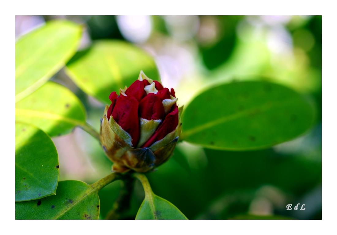 Rhododendronknospe