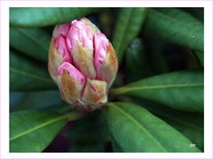 Rhododendronknospe