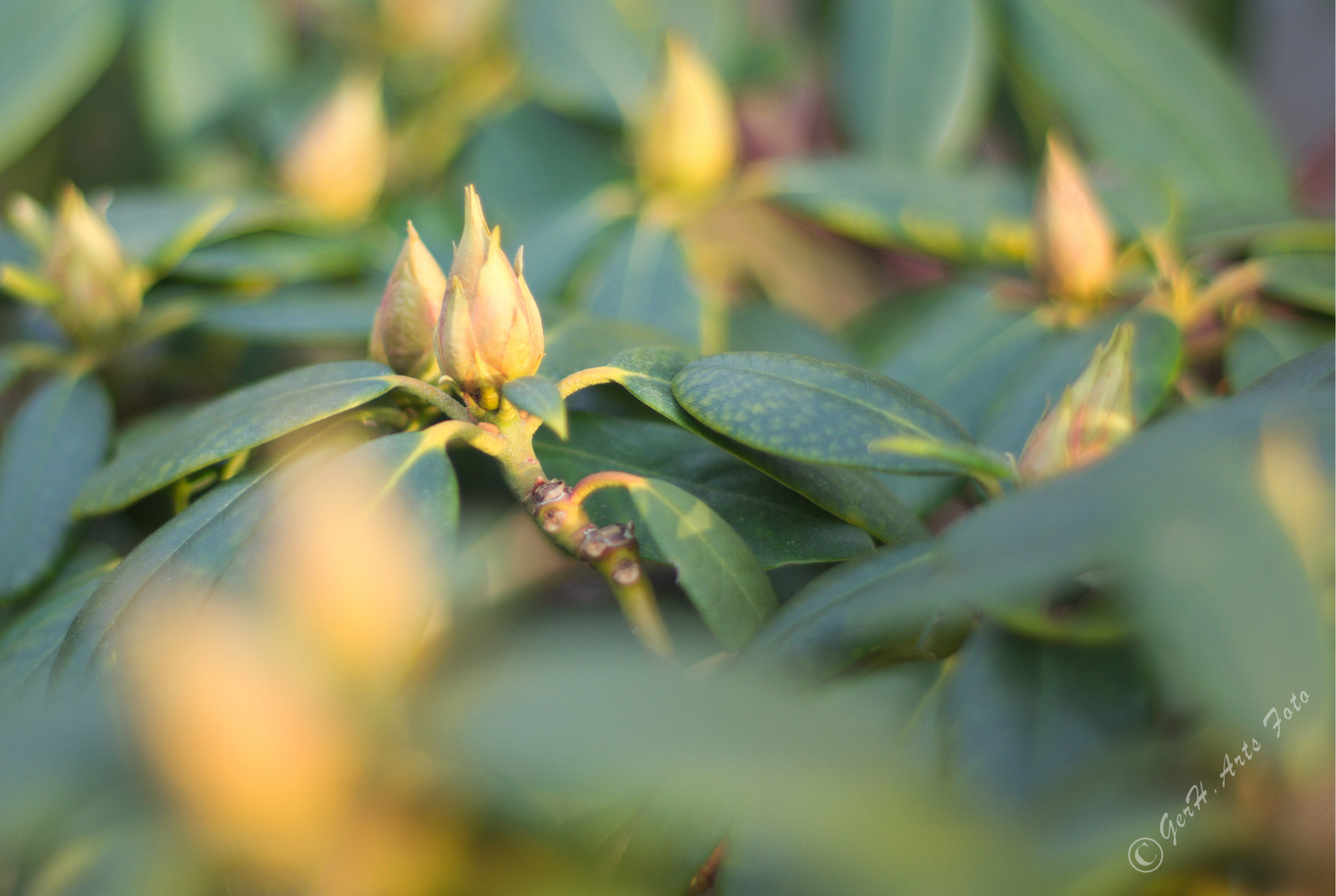 Rhododendronknospen