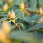 Rhododendronknospen