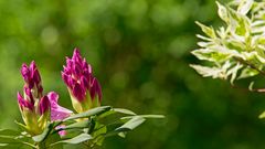 Rhododendronknospen