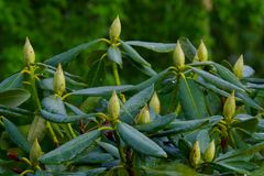 Rhododendronknospen