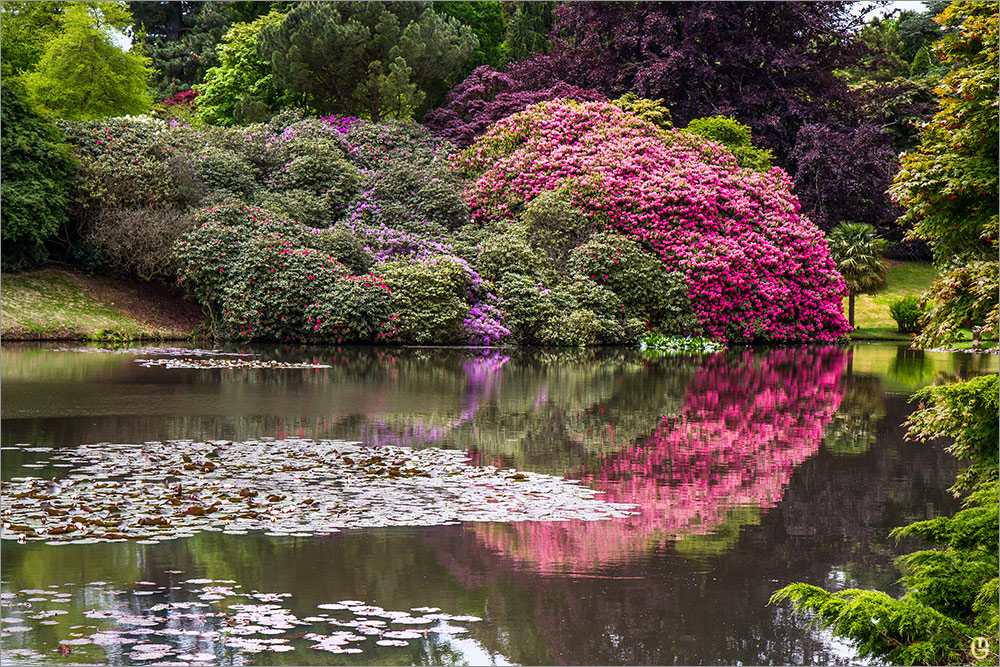 Rhododendronmond