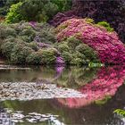 Rhododendronmond