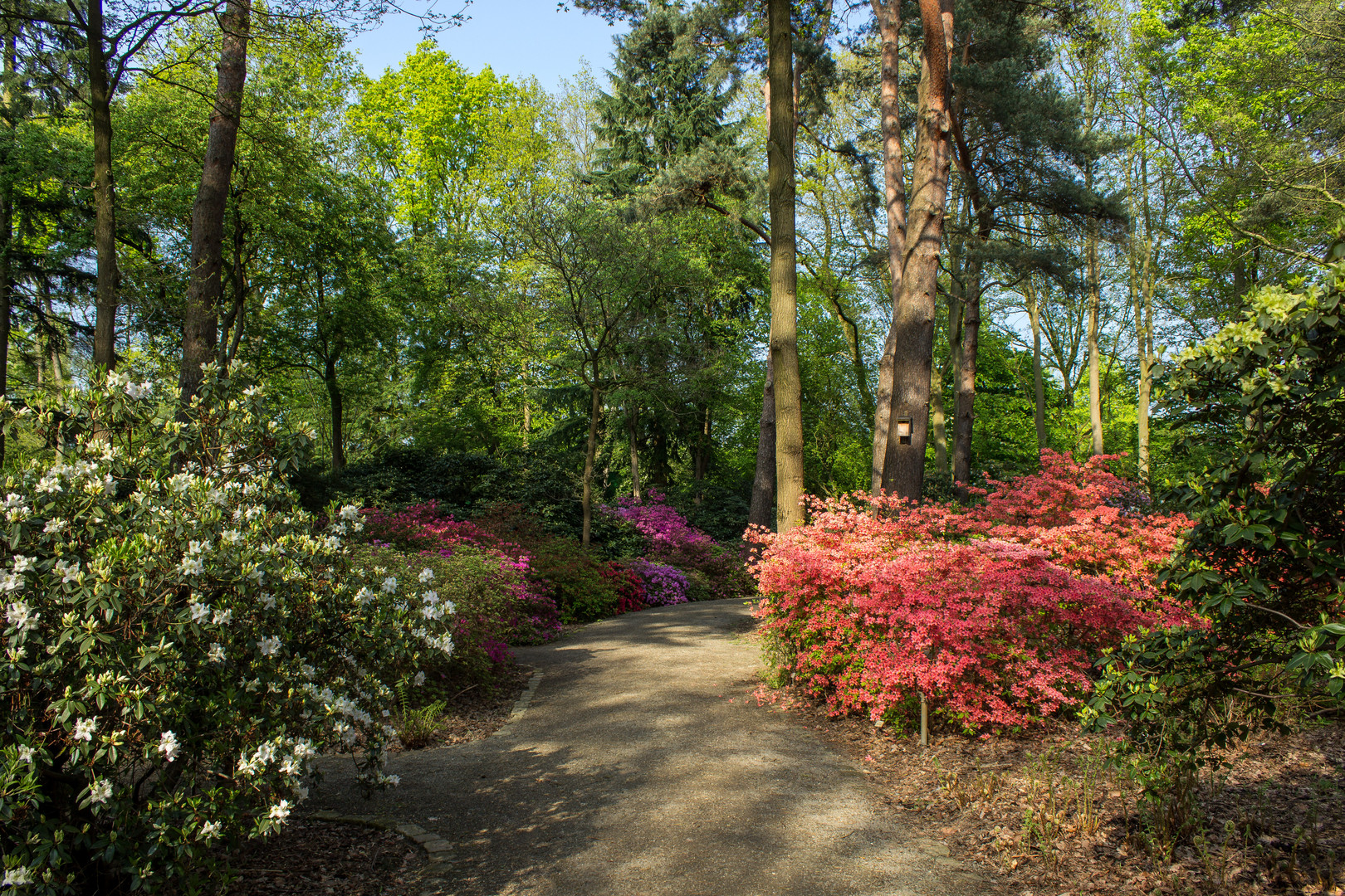 Rhododendronpark 1