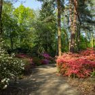 Rhododendronpark 1